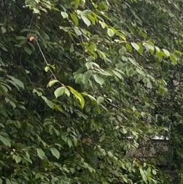 Продажа 1-комн квартиры на вторичном рынке Ломоносов, Александровская улица, 30 Продажа 1-комн квартиры на вторичном рынке Ломоносов, Александровская улица, 30