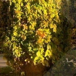 Продажа 5-комн квартиры на вторичном рынке Большой Левшинский переулок, 11 Продажа 5-комн квартиры на вторичном рынке Большой Левшинский переулок, 11