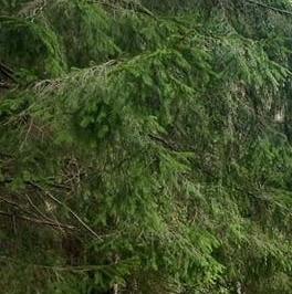 Продажа дома д. Вартемяги, улица Авиаторов, 1