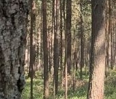 Продать Дачи, коттеджи, загородные дома СТ Энергетик(п.Лебедевка) дп   