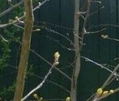 Продать Дачи, коттеджи, загородные дома Новожилово массив, Орехово СНТ   