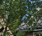 Продать Дачи, коттеджи, загородные дома Новинка садоводческий массив, Контакт СНТ   