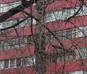 Продать Квартиры вторичка улица Академика Скрябина, 30К2   