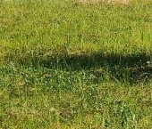 Продать Земельные участки, земля Сосновый Бор, Приозерное СНТ, 24   