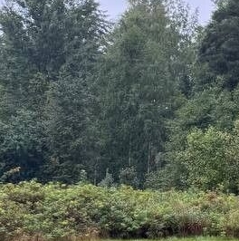 Продажа земли Константиновский кп, д. Четверяково, улица Сосновая