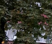 Сдать в аренду Квартиры вторичка проезд Досфлота, 8К1   