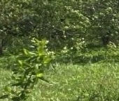 Продать Земельные участки, земля Сирень СНТ   