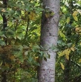 Продажа дома Камышинская улица, 4 Продажа дома Камышинская улица, 4