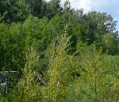 Продать Земельные участки, земля д. Варшко, улица Сосновая, 3/39   