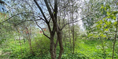 Земельный участок Парголовский пер.