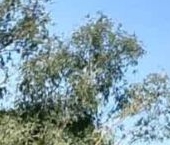 Продать Земельные участки, земля д. Подгородье, улица Новгородская   