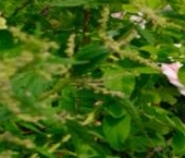 Продать Дачи, коттеджи, загородные дома Волосово, Суворовская улица   