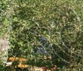 Продать Дачи, коттеджи, загородные дома Дружное-3 СНТ  559 