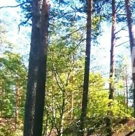 Продажа дома пос. Сосново, переулок Солдатский, 6