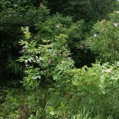 Коттедж/дом д. Проба, шоссе Пробинское