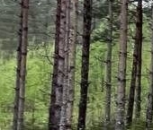 Продать Земельные участки, земля Рощино пгт, проезд Мельничный   