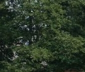 Продать Дачи, коттеджи, загородные дома д. Курковицы, улица Звездная   