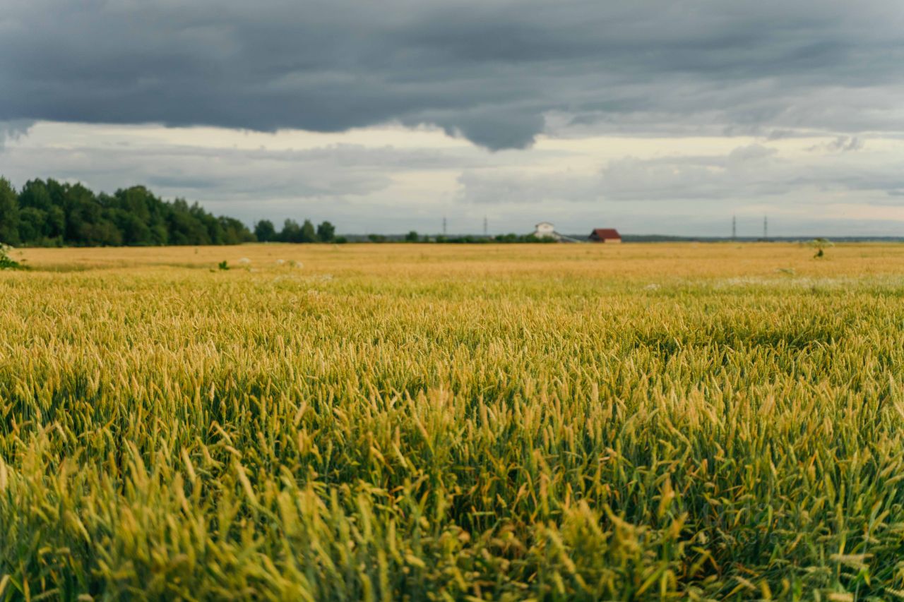 Продажа земли Любимово кп, д. Ладога