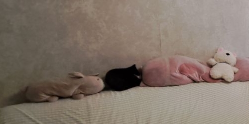 1-комн квартира 9-я Парковая улица, 5К3