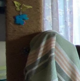 Продажа дома Скворицы массив, Пудость СНТ, 105