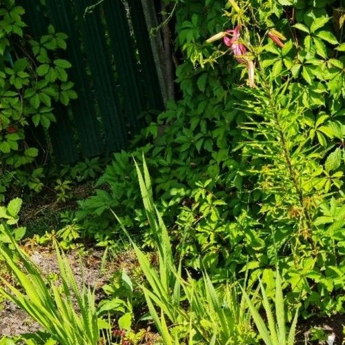 Коттедж/дом Красницы садоводческий массив, Глобус садоводческое товарищество, 4-я линия