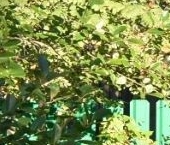 Продать Земельные участки, земля Дружба садовое товарищество, 250   