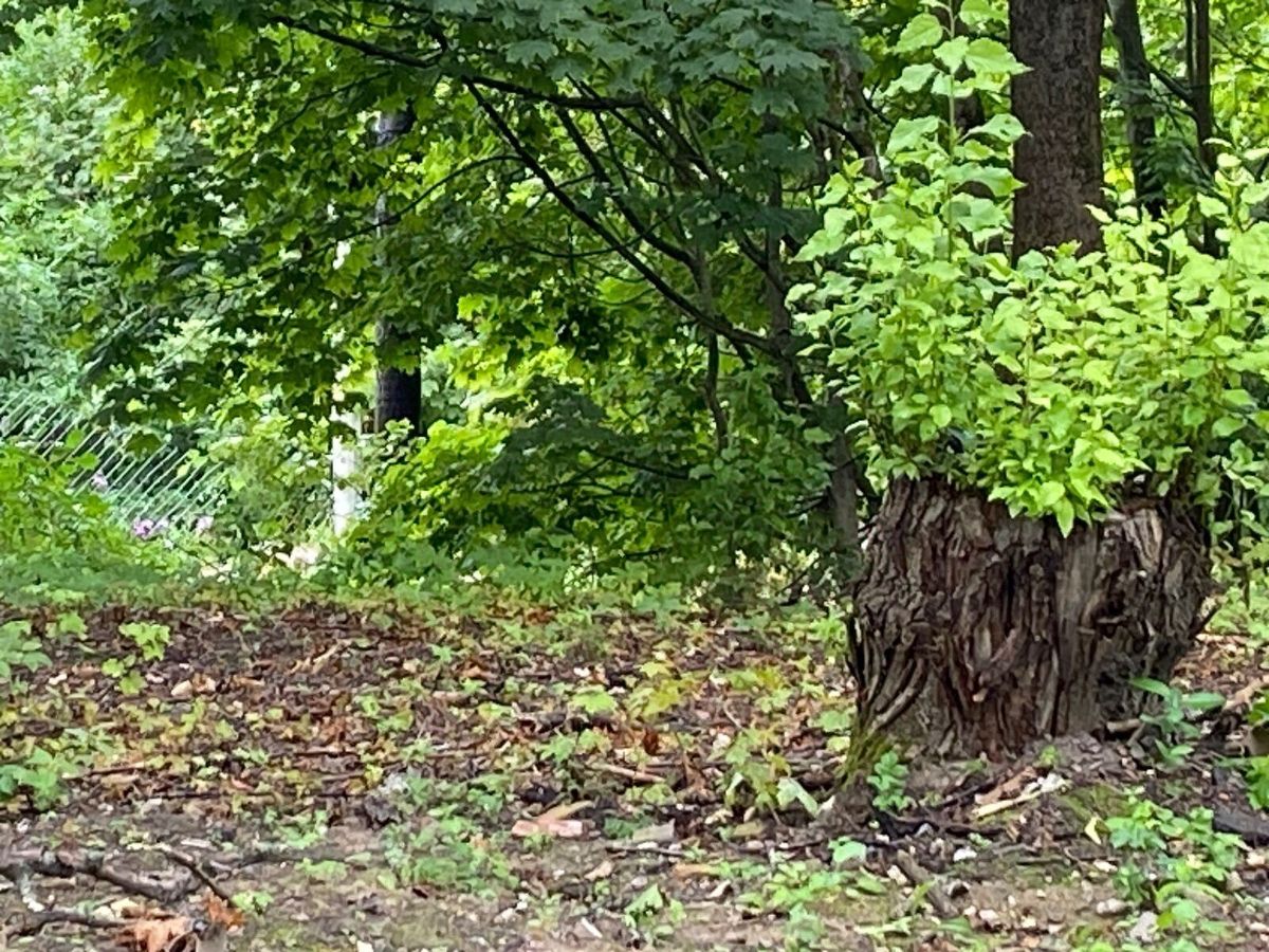 Продажа земли Токсово городской поселок, улица Советская