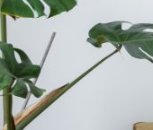 Сдать в аренду Квартиры вторичка Миргородская улица, 20   