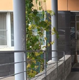 Аренда 1-комн квартиры на вторичном рынке Видное, проезд Битцевский, 9