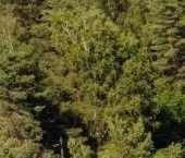 Продать Дачи, коттеджи, загородные дома пос. Ганино, улица Центральная   