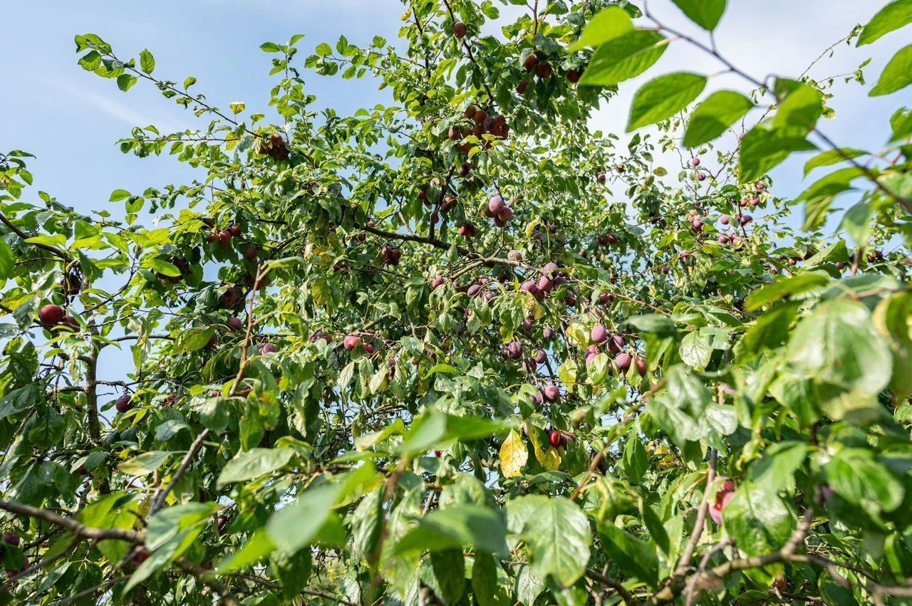 Продажа дома Петергоф, улица Нахимова, 27А