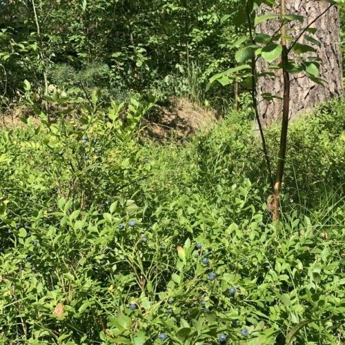 Коттедж/дом Вырица городской поселок, переулок Еленинский