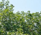 Продать Дачи, коттеджи, загородные дома пос. Понтонное, улица Земляничная   