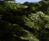 Продать Дачи, коттеджи, загородные дома СКА СНТ  25 