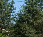 Продать Дачи, коттеджи, загородные дома Пушкин, улица Старинная, 62   