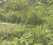 Продать Дачи, коттеджи, загородные дома Большие Колпаны СНТ   