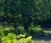 Продать Земельные участки, земля Ижорец ДНП, улица Ловозерская  31 