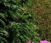 Продать Дачи, коттеджи, загородные дома Новик СНТ   