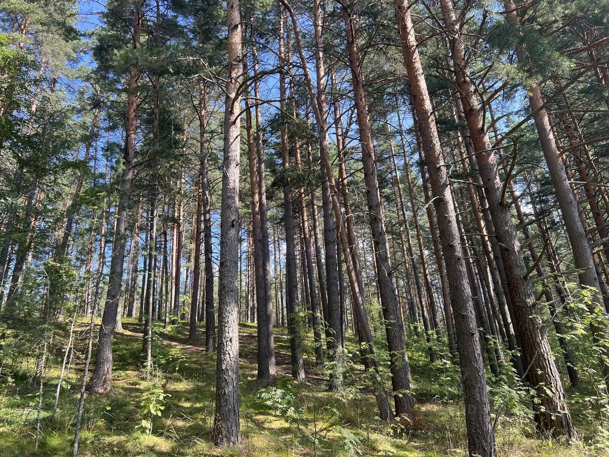 Продажа земли Озерное кп, пос. Гречухино