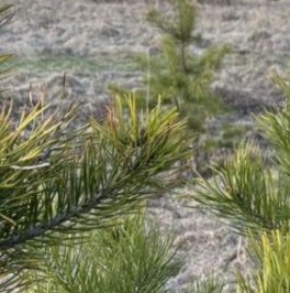 Продажа земли Рахья массив, улица Рассветная Продажа земли Рахья массив, улица Рассветная