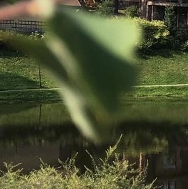 Продажа земли Янтарный Бор кп, д. Кирполье Продажа земли Янтарный Бор кп, д. Кирполье