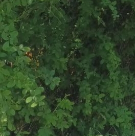 Продажа земли Учхоз садоводческий массив, Статор СНТ, д. 27 Продажа земли Учхоз садоводческий массив, Статор СНТ, д. 27