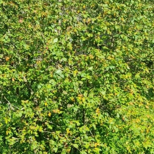 1-комн квартира Вырица городской поселок, улица Румянцева, 6