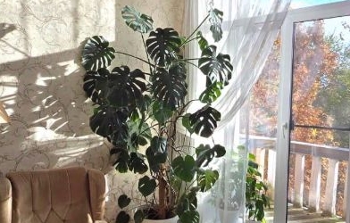 4-комн квартира Офицерский переулок, 6