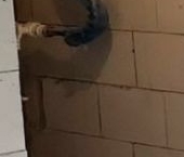 Продать Квартиры вторичка пос. Парголово, улица Архитектора Белова, 6к3   