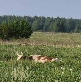 Продажа земли Благодатное СНТ