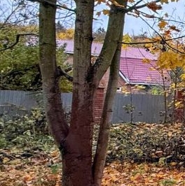 Продажа земли Красное Село, Дудергоф тер., улица Новая,  д. 11