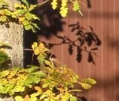 Продать Земельные участки, земля пос. Петро-Славянка, улица Лермонтова, 4   