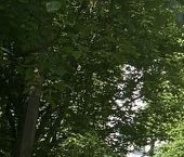 Продать Квартиры вторичка Сестрорецк, улица Воскова, 11   