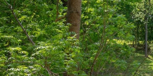 5-комн квартира 2-я Березовая аллея, 19